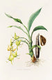 Cycnoches Ventricosum - James Bateman — näkymä teoksesta