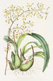Epidendrum Alatum - James Bateman — näkymä teoksesta
