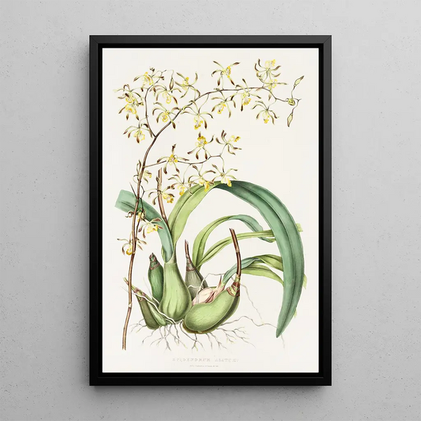 James Bateman - Epidendrum Alatum.webp