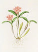 Épidendrum aurantiacum - James Bateman — näkymä teoksesta