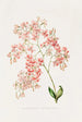 Epidendrum Erubescens - James Bateman — näkymä teoksesta