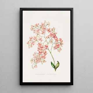 James Bateman - Epidendrum Erubescens.webp