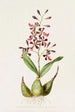 Epidendrum Macrochilum - James Bateman — näkymä teoksesta