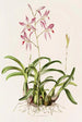Laelia Autumnalis - James Bateman — näkymä teoksesta