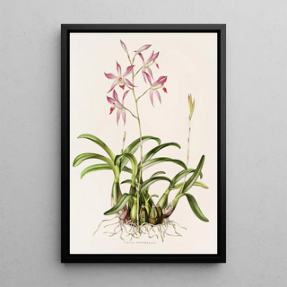James Bateman - Laelia Autumnalis.webp