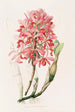 Laelia Superbiens - James Bateman — näkymä teoksesta