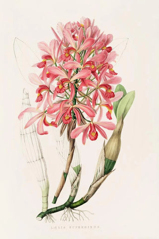 James Bateman - Laelia Superbiens.webp