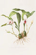 Maxillaria Skinneri - James Bateman — näkymä teoksesta
