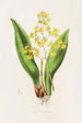 Oncidium Cavendishianum - James Bateman — näkymä teoksesta