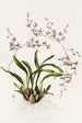 Oncidium Incurvum - James Bateman — näkymä teoksesta