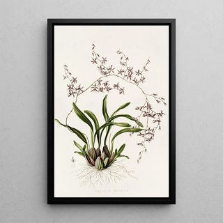 James Bateman - Oncidium Incurvum.webp