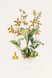 Oncidium Insleayii - James Bateman — näkymä teoksesta