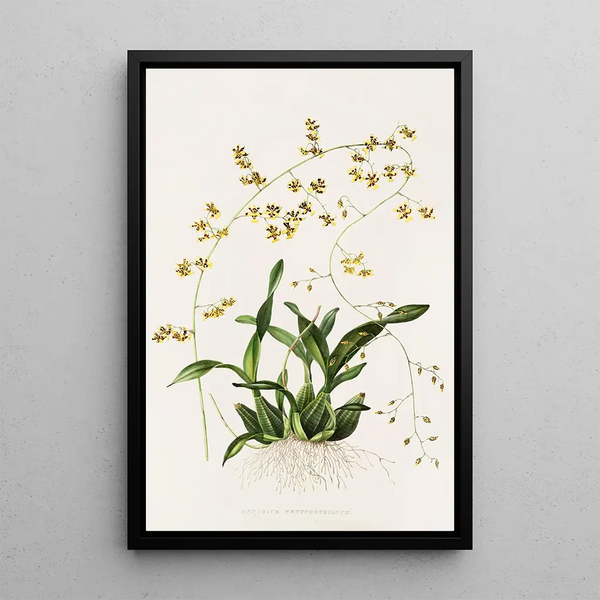 James Bateman - Oncidium Wentworthianum.webp