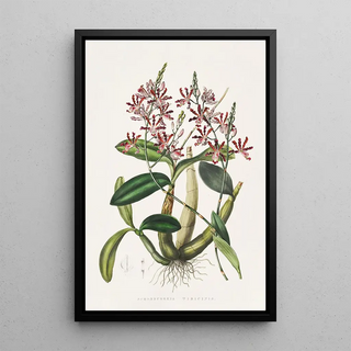 James Bateman - Shomburgkia Tibicinis.webp