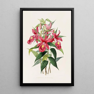 James Bateman - Sobralia Macrantha.webp