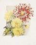 Daisies - James Callowhill — näkymä teoksesta