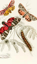 Arctia Hebe Spilosoma Arge Spilosoma aerea Spilosoma Virgo - James Duncan — näkymä teoksesta
