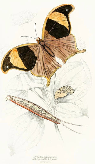 James Duncan - Arpidea Chorinaea.webp