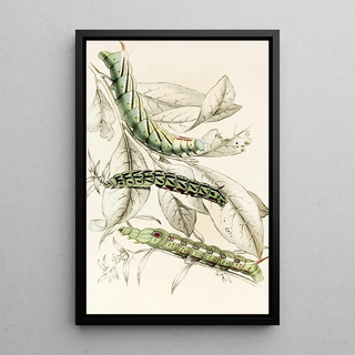 James Duncan - Caterpillar of Metopsilus Tersa Sphinx Chionanthi Sphinx Gaurae.webp