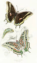Charaxes Jasius - James Duncan — näkymä teoksesta