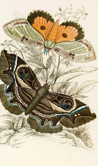 James Duncan - Erebus crepuscularis Triphaena materna.webp