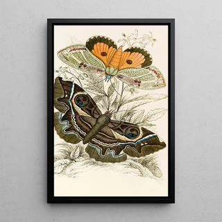 James Duncan - Erebus crepuscularis Triphaena materna.webp