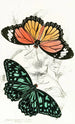 Euploea Limniace Euploea Plexippe - James Duncan — näkymä teoksesta