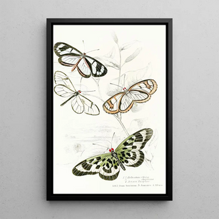 James Duncan - Heliconia Flora Heliconia DiaphanaAcraea Pasiphae.webp