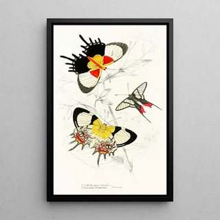 James Duncan - Helicopis Gnidus Erycina Octavius.webp