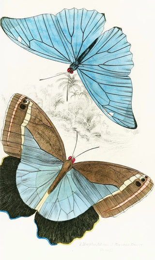 James Duncan - Morpho AdonisPavonia Teucer.webp