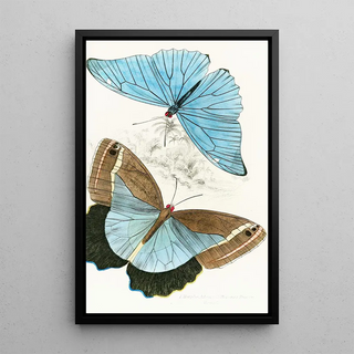 James Duncan - Morpho AdonisPavonia Teucer.webp