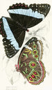 Morpho Helenor - James Duncan — näkymä teoksesta