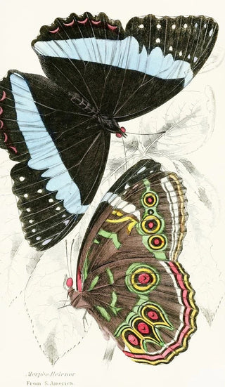 James Duncan - Morpho Helenor.webp