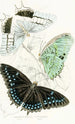 Nymphalis Ethiocles Nymphalis Tiridates - James Duncan — näkymä teoksesta