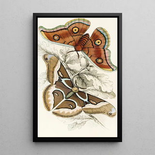 James Duncan - Saturnia Cynthia Saturnia Mylitta.webp