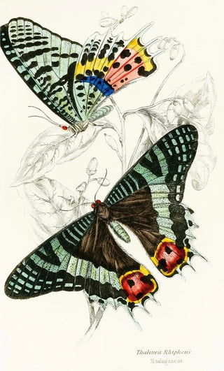 James Duncan - Thaliura Rhipheus.webp