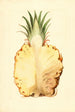 Ananas comosus, ananas - James Marion Shull — näkymä teoksesta