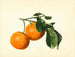 Citrus aurantium acide x 23 - James Marion Shull — näkymä teoksesta