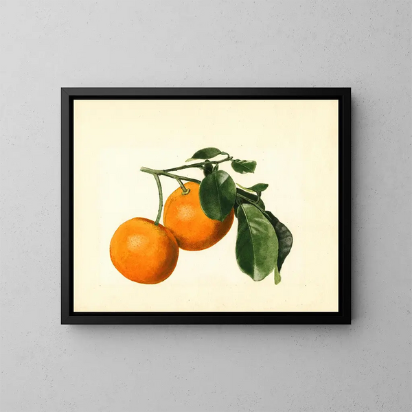 Citrus aurantium acide x 23 - James Marion Shull — kehystetty taideteos seinällä