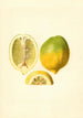 Citrus limon - James Marion Shull — näkymä teoksesta