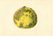 Pomelo Citrus paradisi - James Marion Shull — näkymä teoksesta
