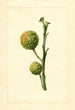 Citrus paradisi - James Marion Shull — näkymä teoksesta