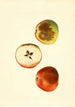 Malus domestica Ben Davis - James Marion Shull — näkymä teoksesta