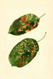 Malus domestica Gravenstein - James Marion Shull — näkymä teoksesta