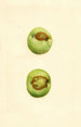 Malus domestica Grimes - James Marion Shull — näkymä teoksesta