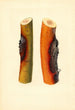 Malus domestica Jonathan - James Marion Shull — näkymä teoksesta