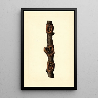 James Marion Shull - Malus domestica Pioneer of New Zealand.webp