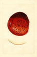 Malus domestica Spitzenberg - James Marion Shull — näkymä teoksesta