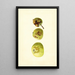 Malus domestica Yellow Transparent - James Marion Shull — kehystetty taideteos seinällä