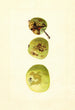 Malus domestica Yellow Transparent - James Marion Shull — näkymä teoksesta